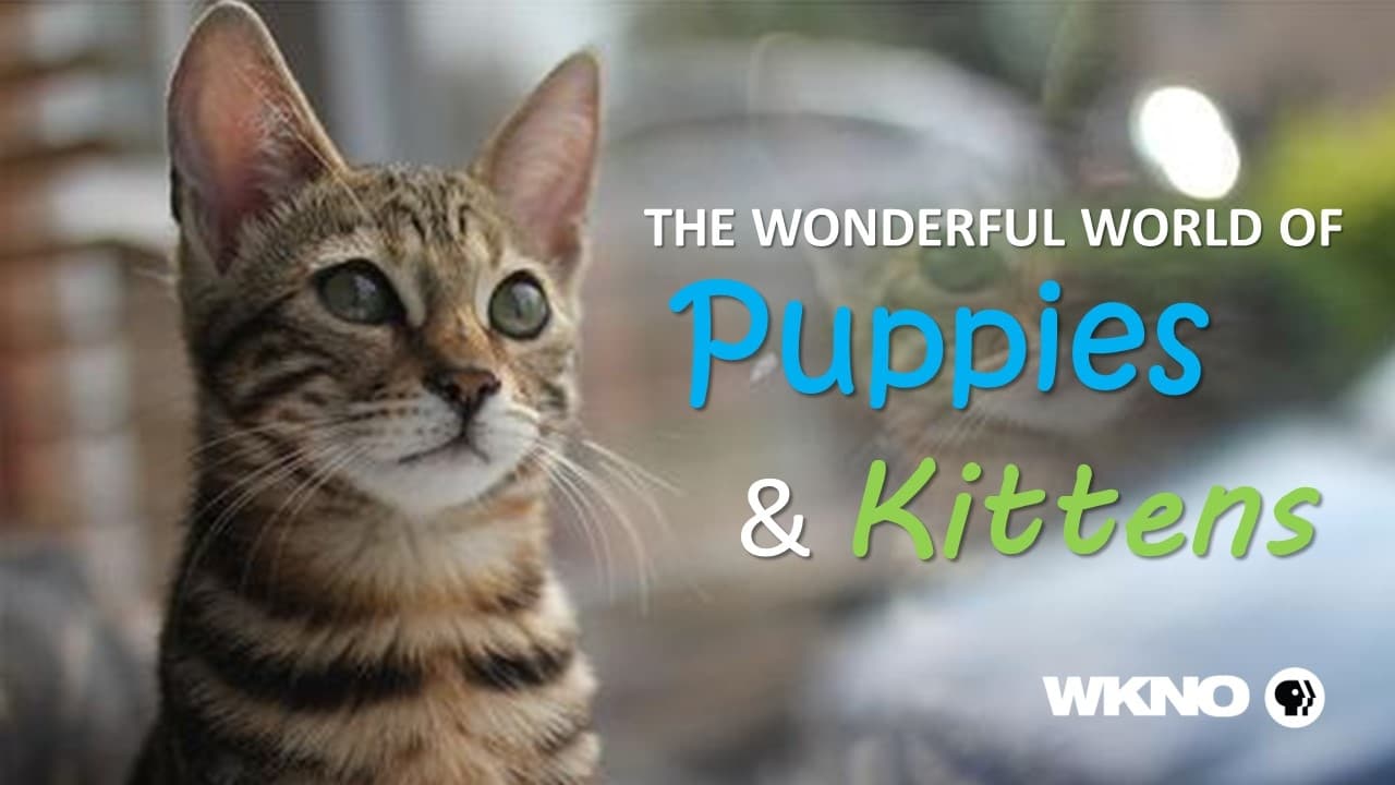 Poster della serie The Wonderful World of Puppies and Kittens