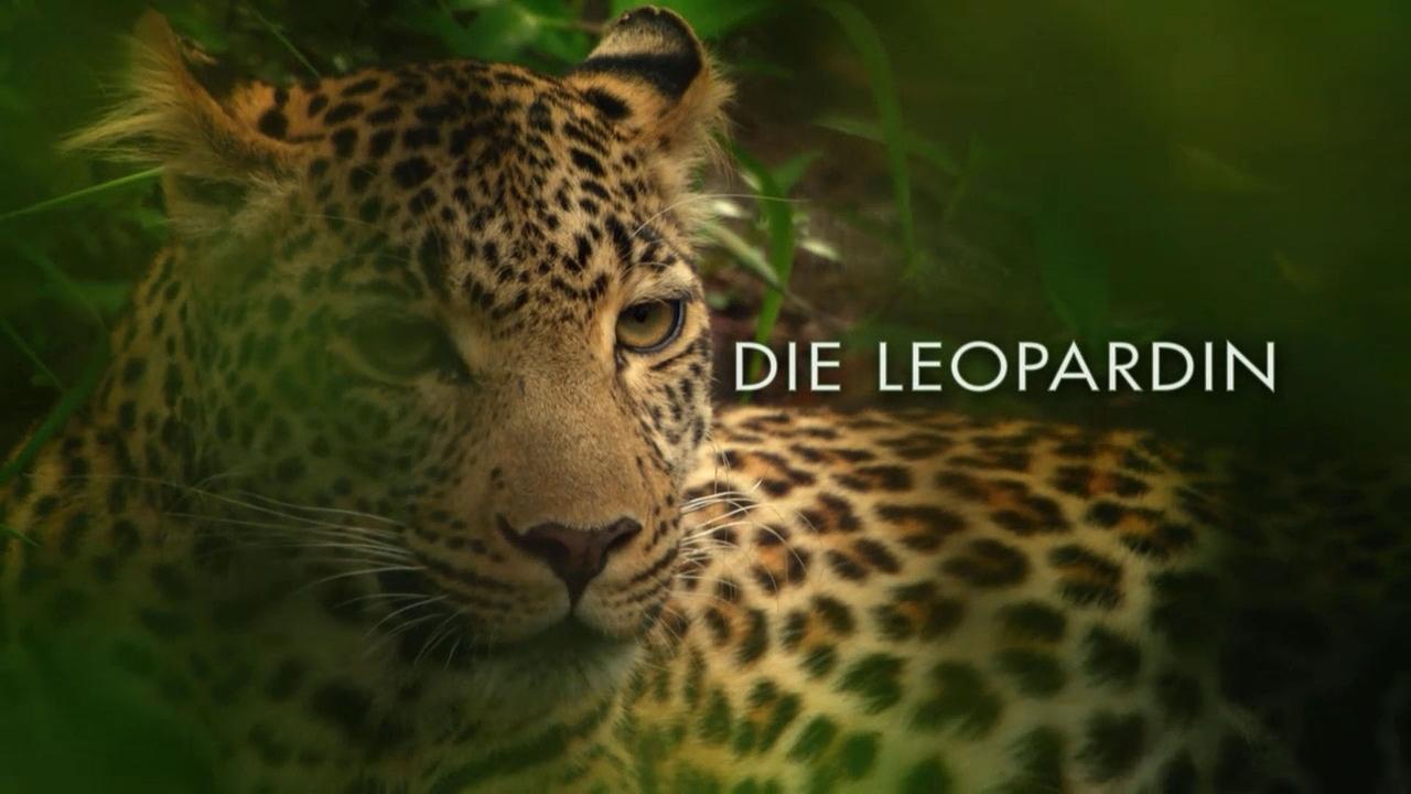 Poster della serie The Leopardess