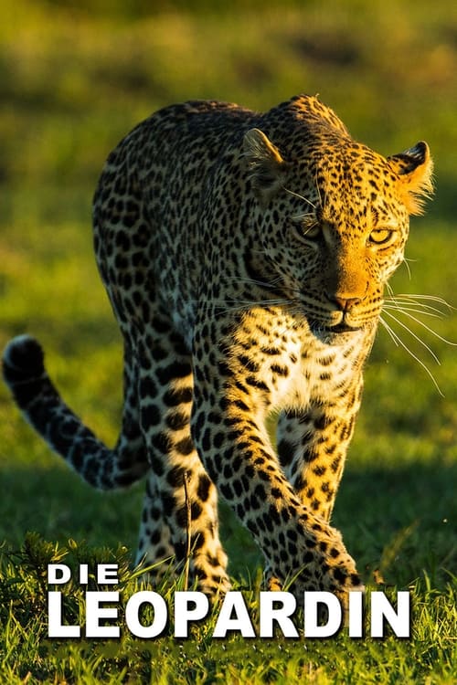 Poster della serie The Leopardess